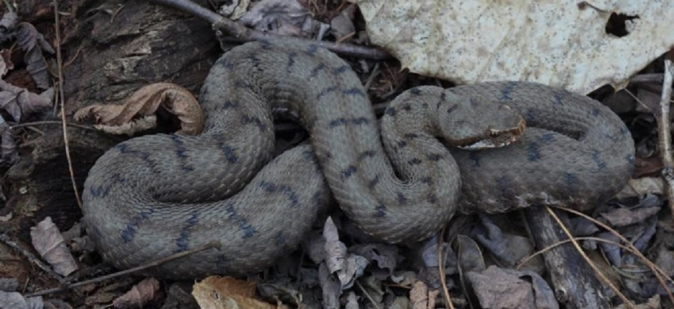 Foto Karol Tabarelli de Fatis - Archivio Muse Bambino di 8 anni morso da una vipera: elitrasportato d’urgenza all’ospedale